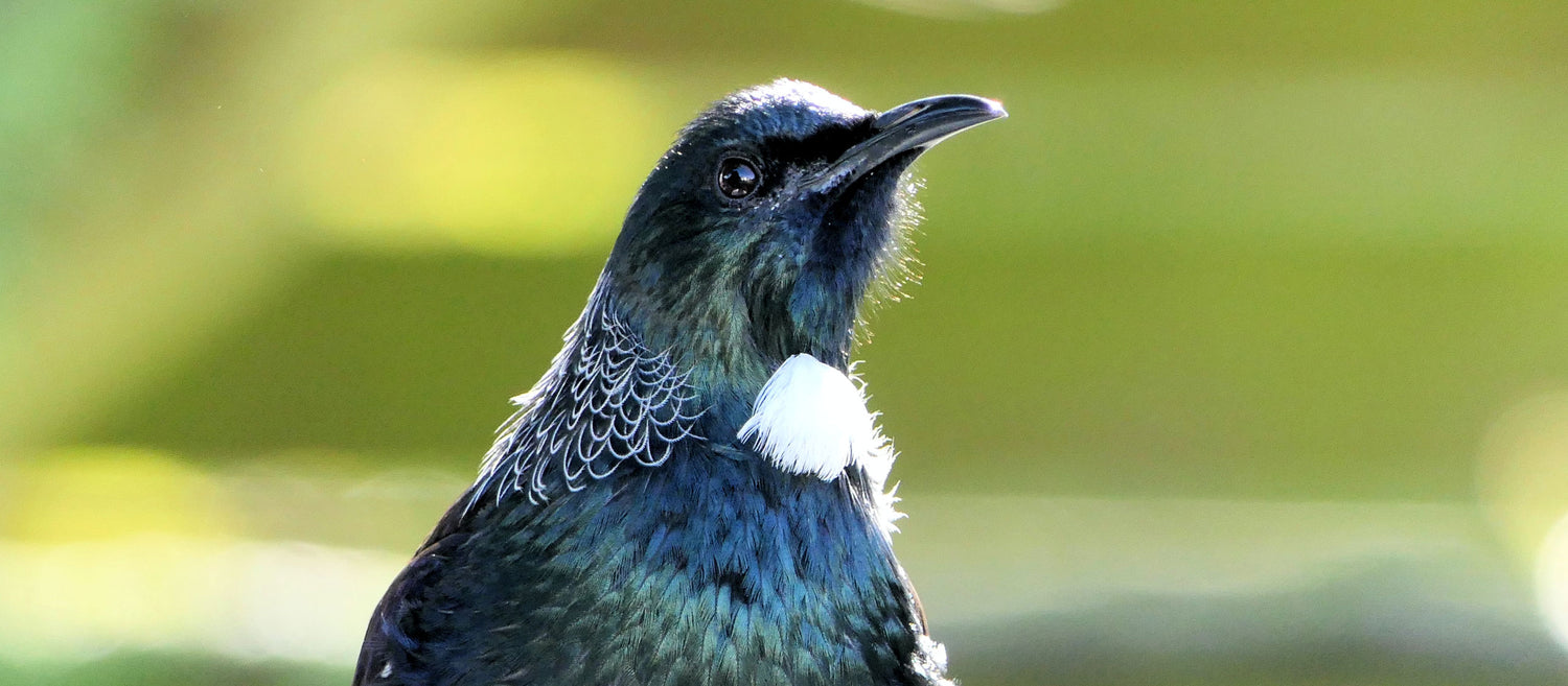 World restoration, a world of forests, world records and more…