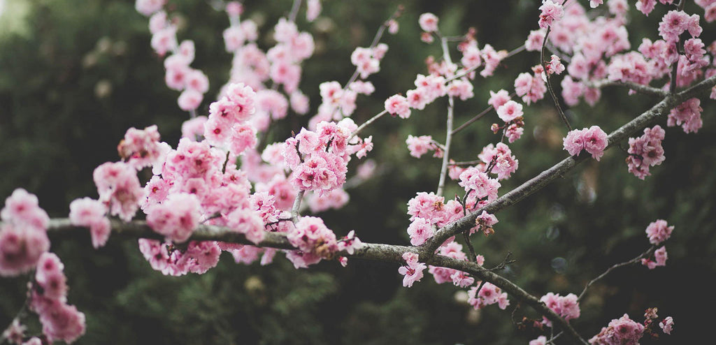 Spring is in the air...