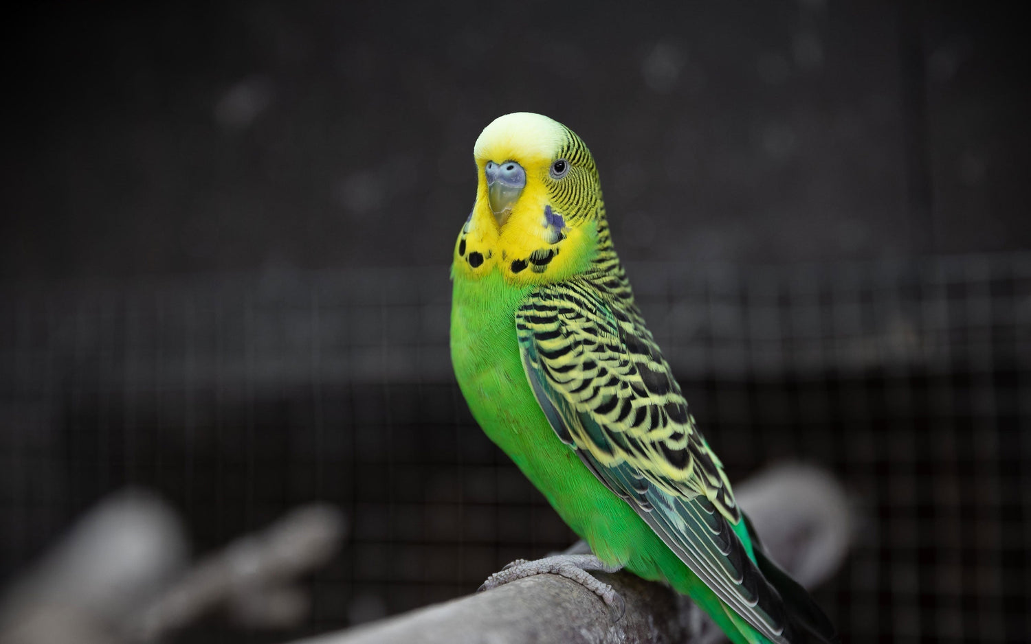 What to Feed Your Budgie: A Nutrition Guide