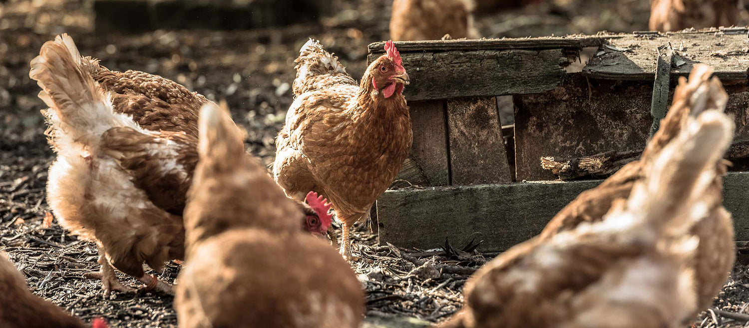 Meet the Team: the Topflite chooks