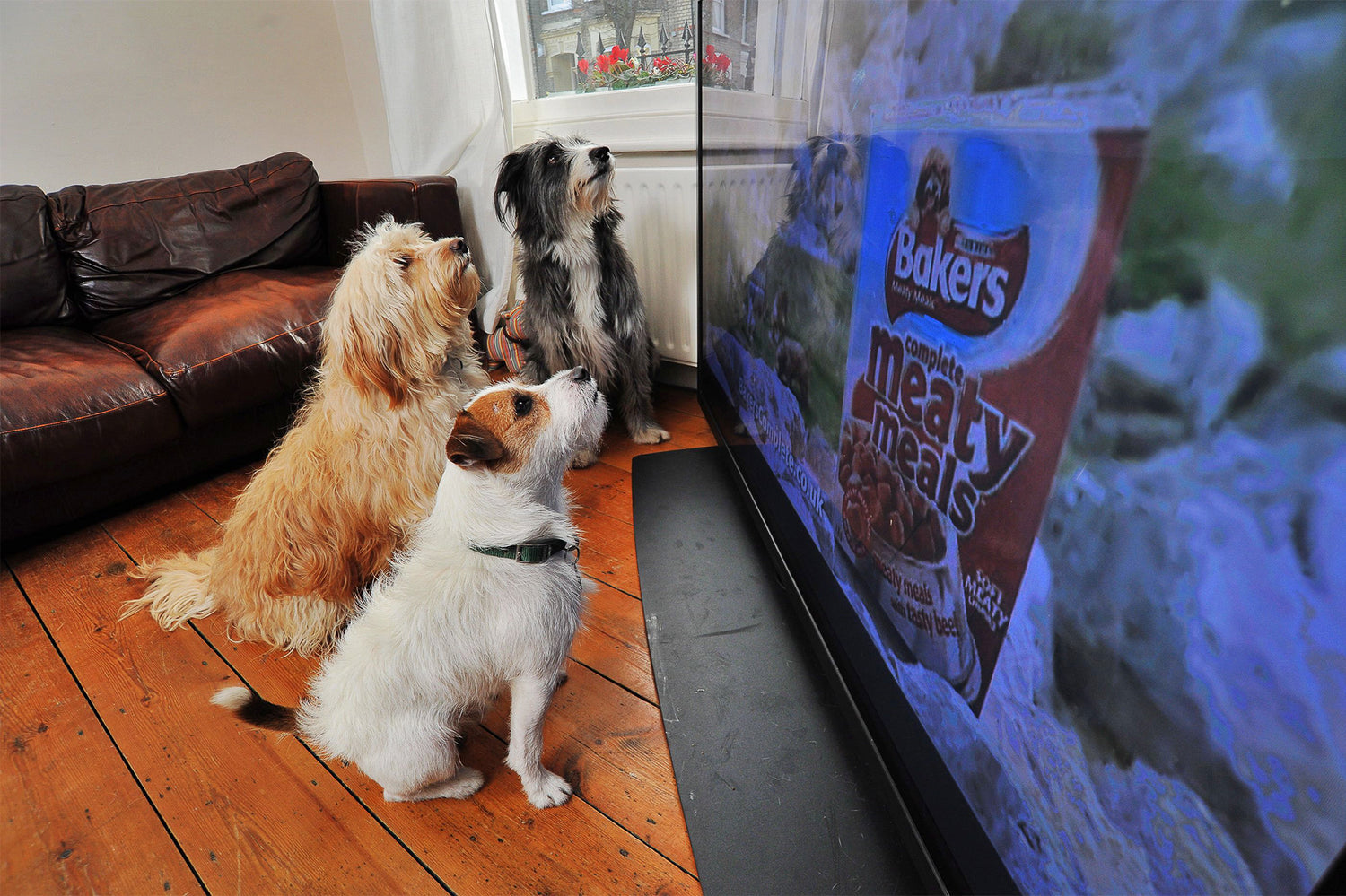 Dogs watching TV