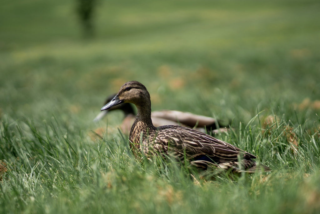 A Beginners Guide to Keeping Backyard Ducks