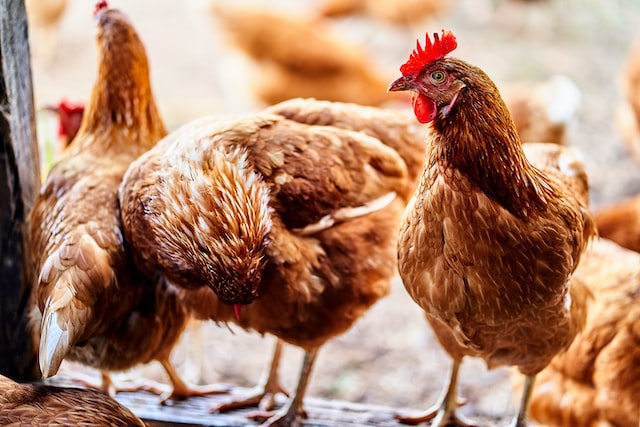 Chickens waiting for food