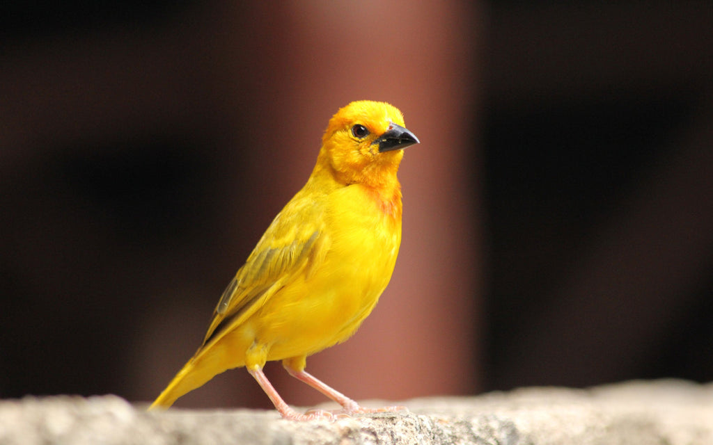What to Feed Your Canary: A Nutrition Guide