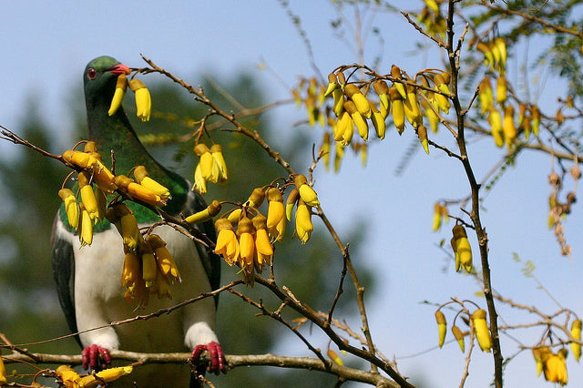 Native plants to feed native birds: Here's what to plant in NZ gardens