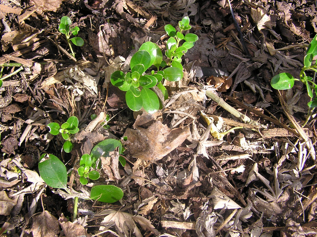 Putting your leaf litter to work
