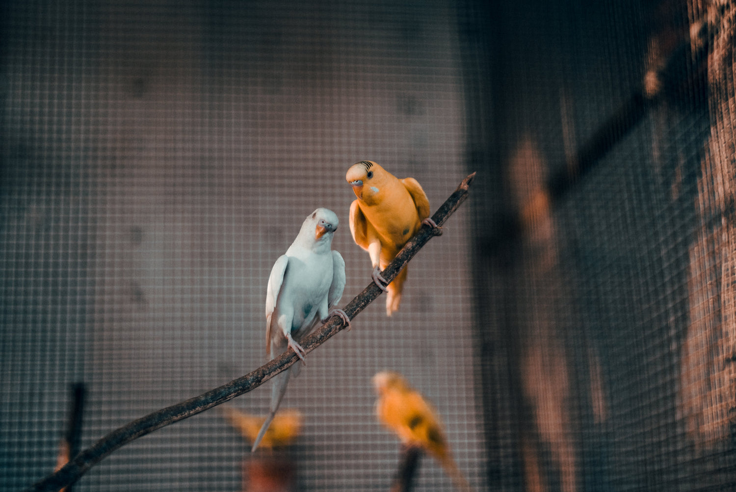 We talk aviary bird nutrition with Dr Hamish Baron
