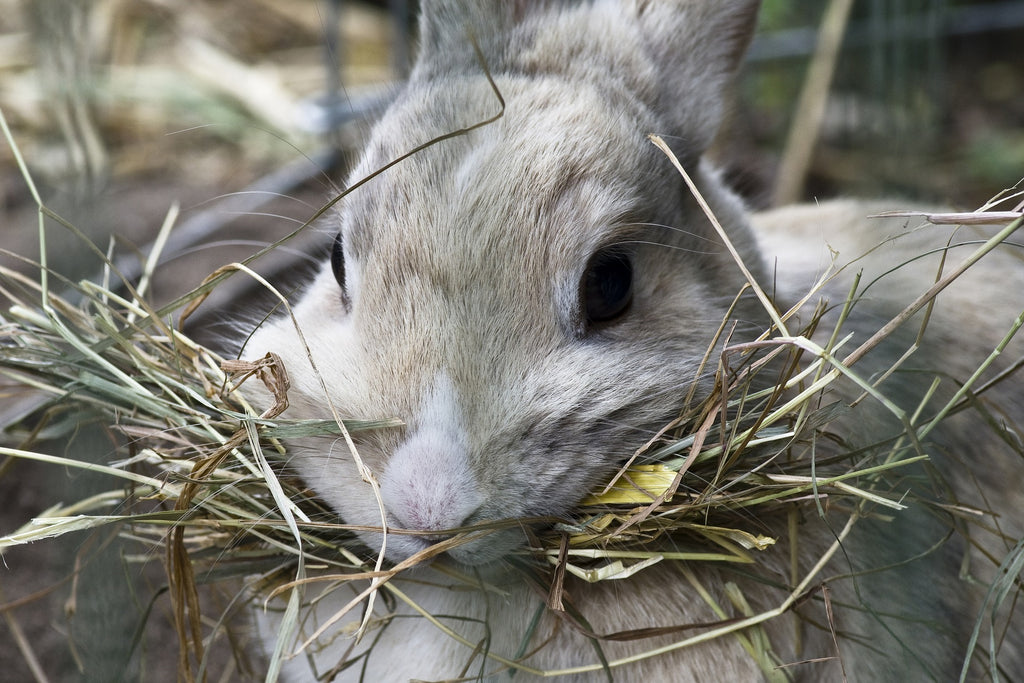 Our Timothy Hay gets smaller (but bigger)
