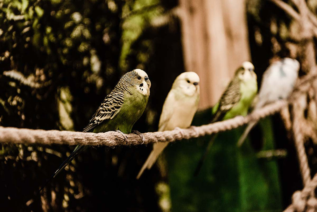 Your aviary action list