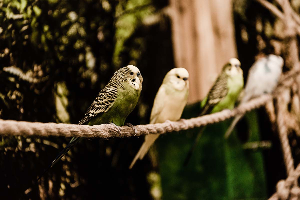 Your aviary action list