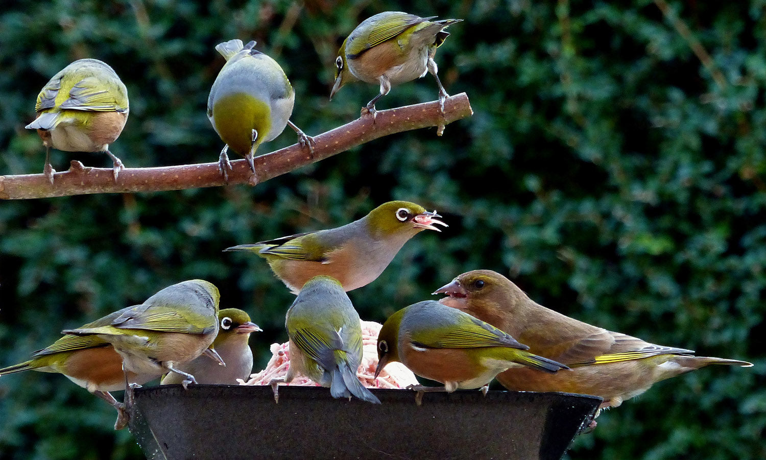A closer look at our garden bird life