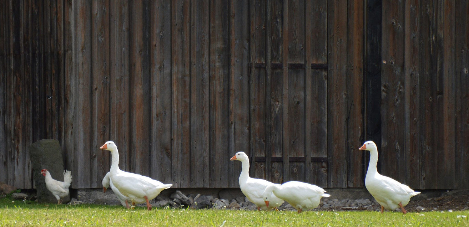 Good for the goose?