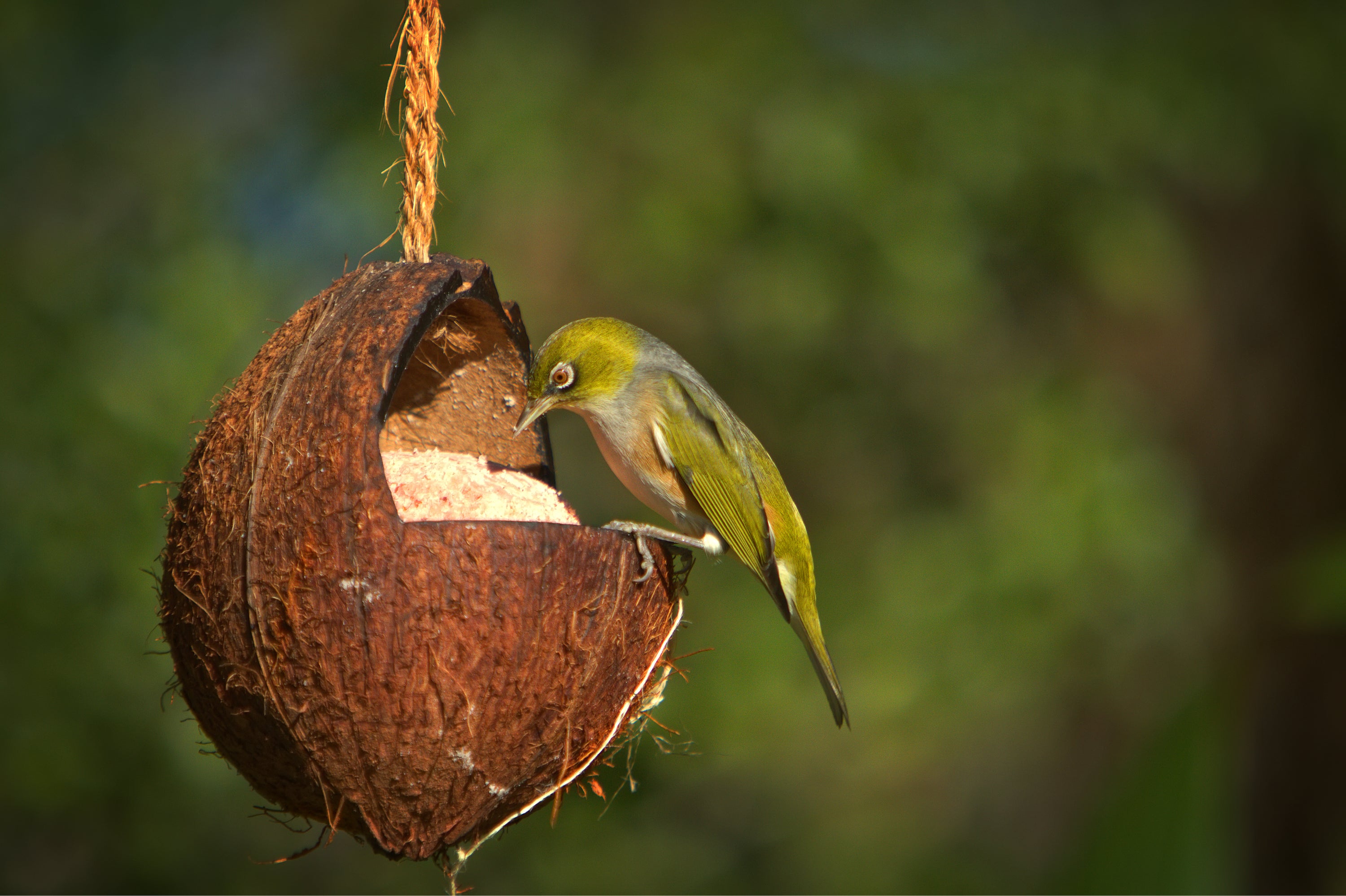 Meet The Tūī: NZ’s Bossiest Native Bird | Spot the Birdie - Topflite NZ