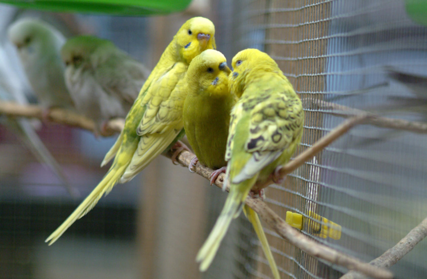 Aviary bird nutrition & care