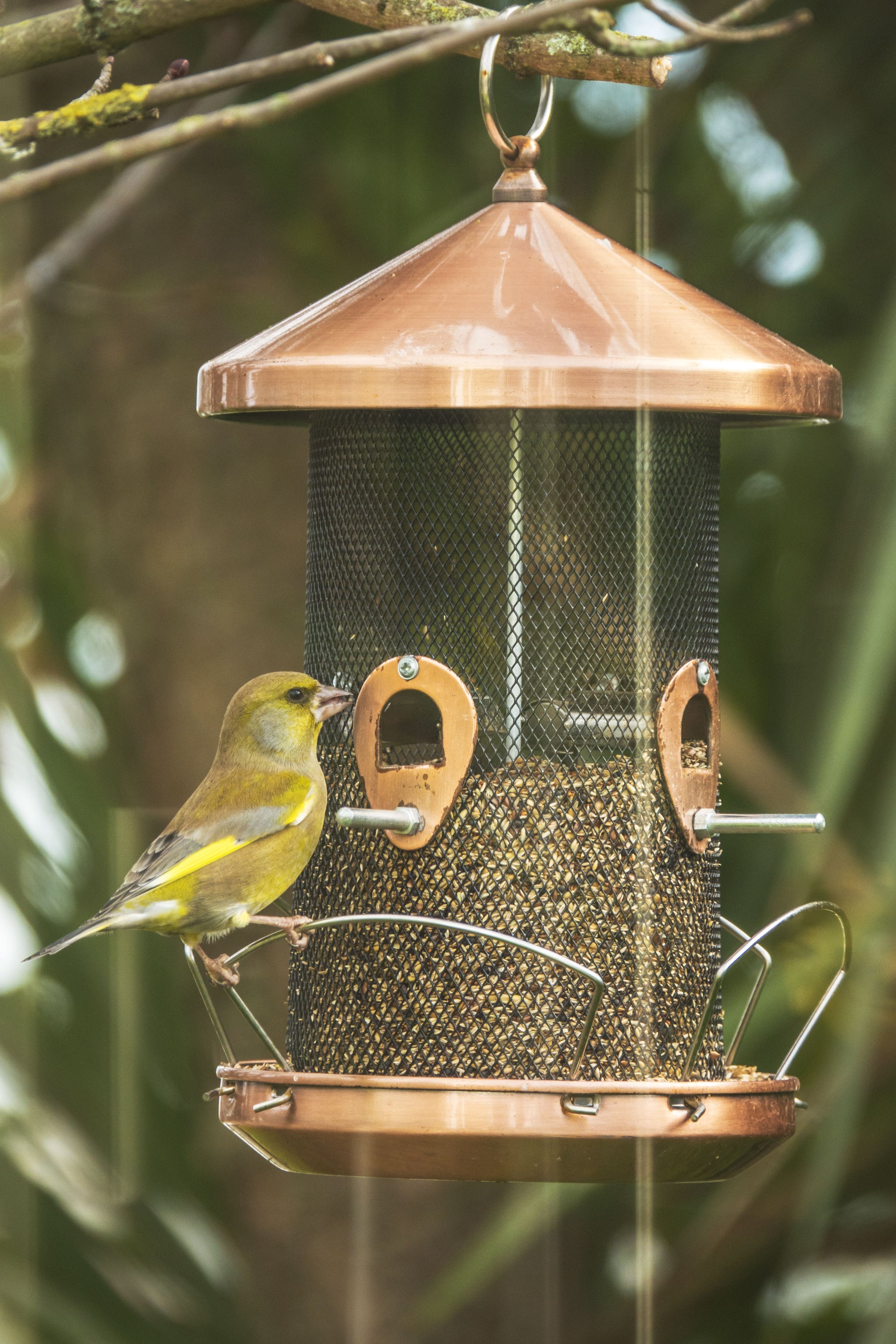 Bird Bistro (seed feeder)