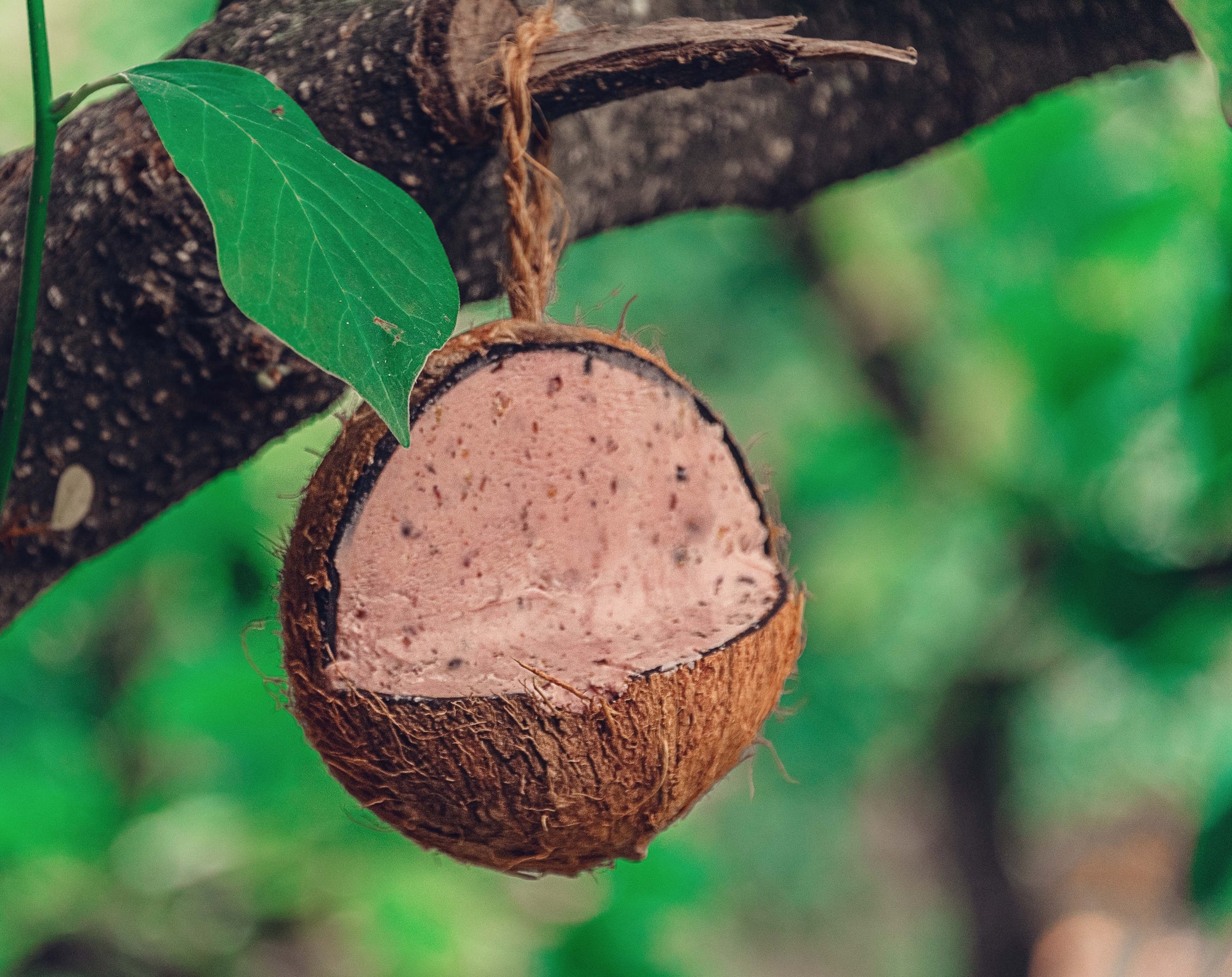 Bug and Berry Coconut Topflite Wild Bird Energy Food