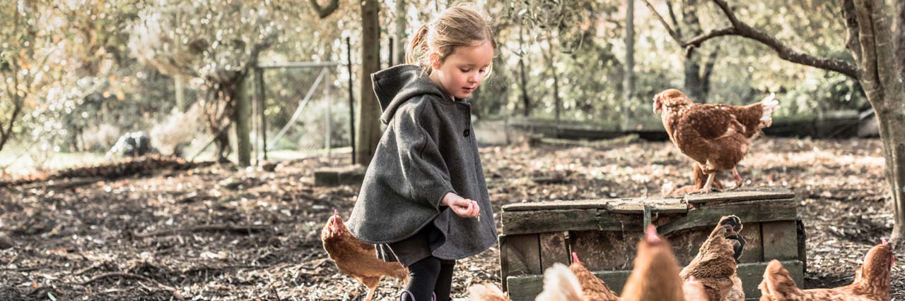 Chicken and Duck Range