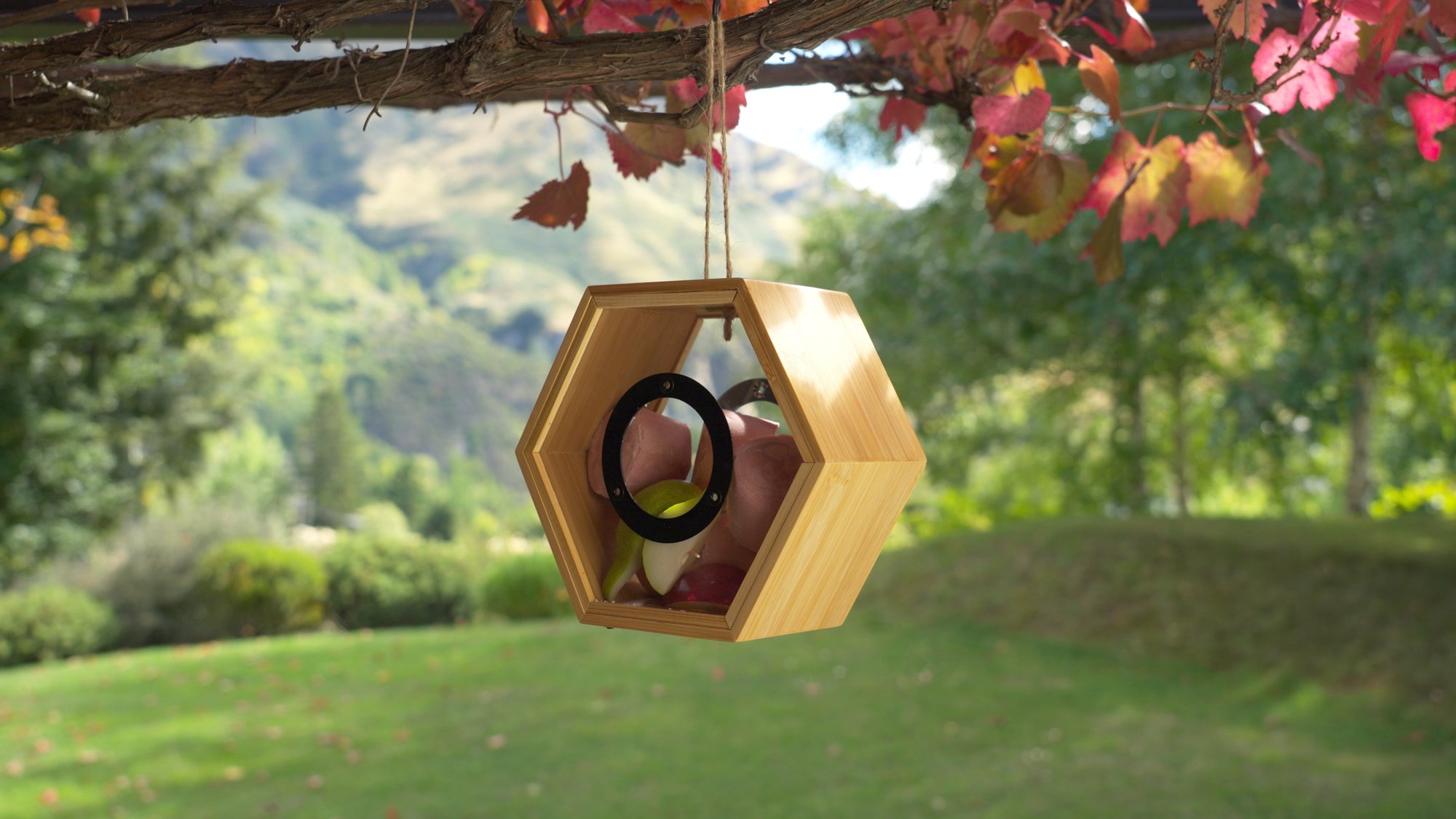 Chirpeteria Bird Feeder Topflite with fruit