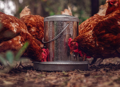 Chickens eating from Topflite Poultry Feeder