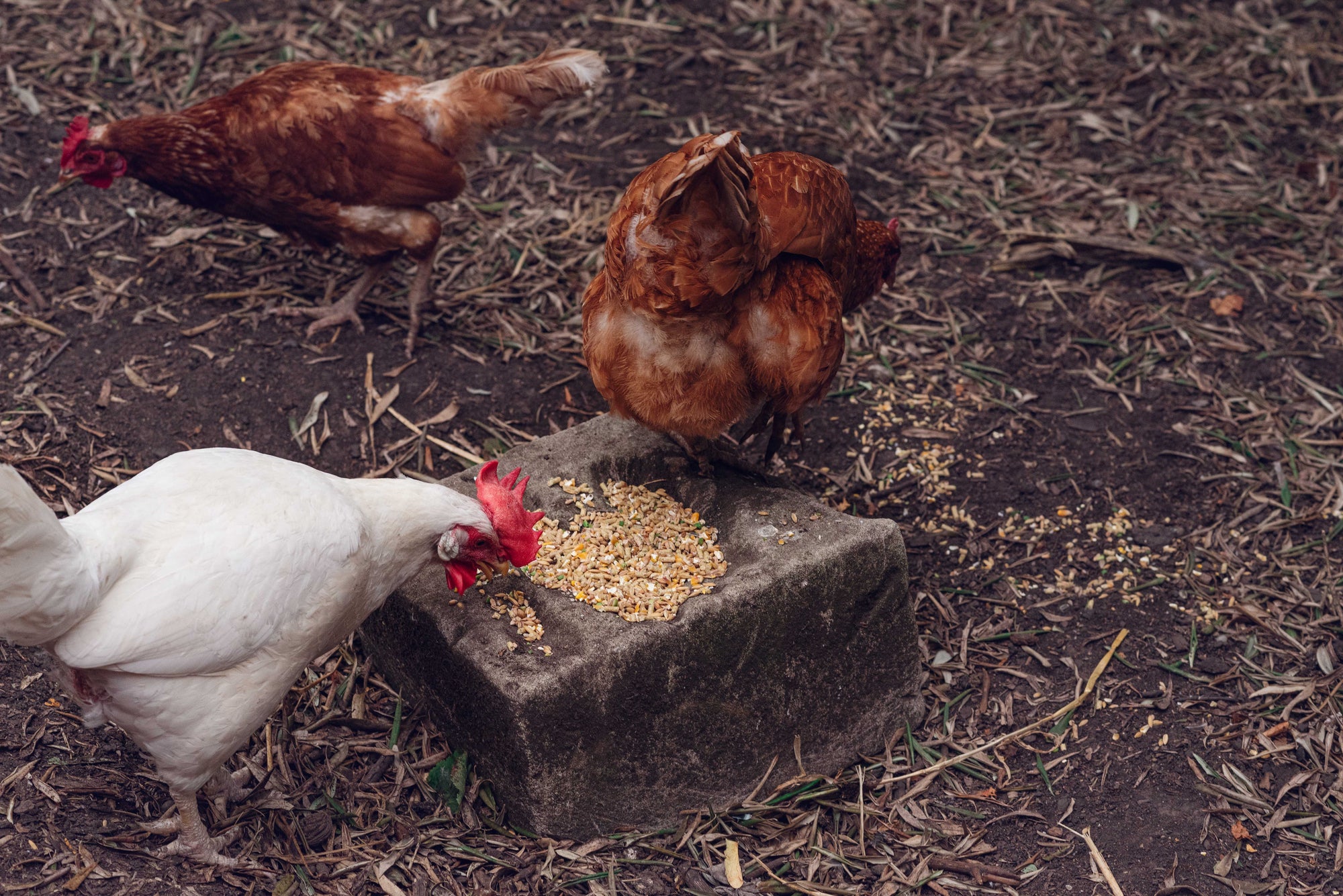 Chickens eating Topflite Scratch & Lay