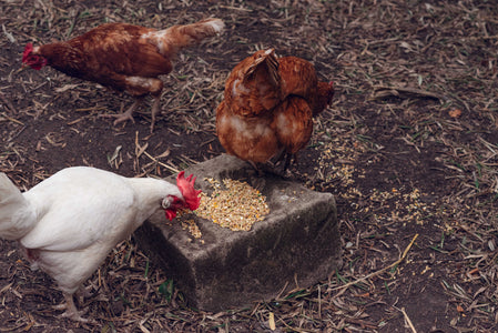 Chickens eating Topflite Scratch & Lay