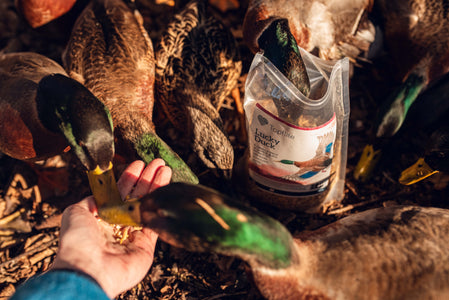 Gathering of duck eating Topflite Lucky Duck