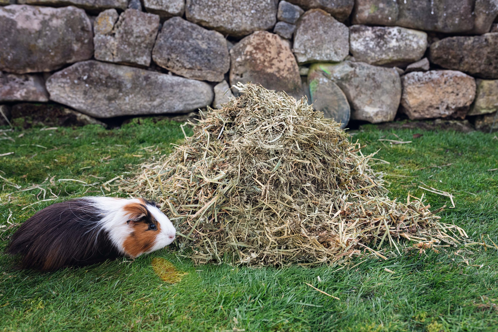 Topflite Lucerne Hay with Guinea Pig