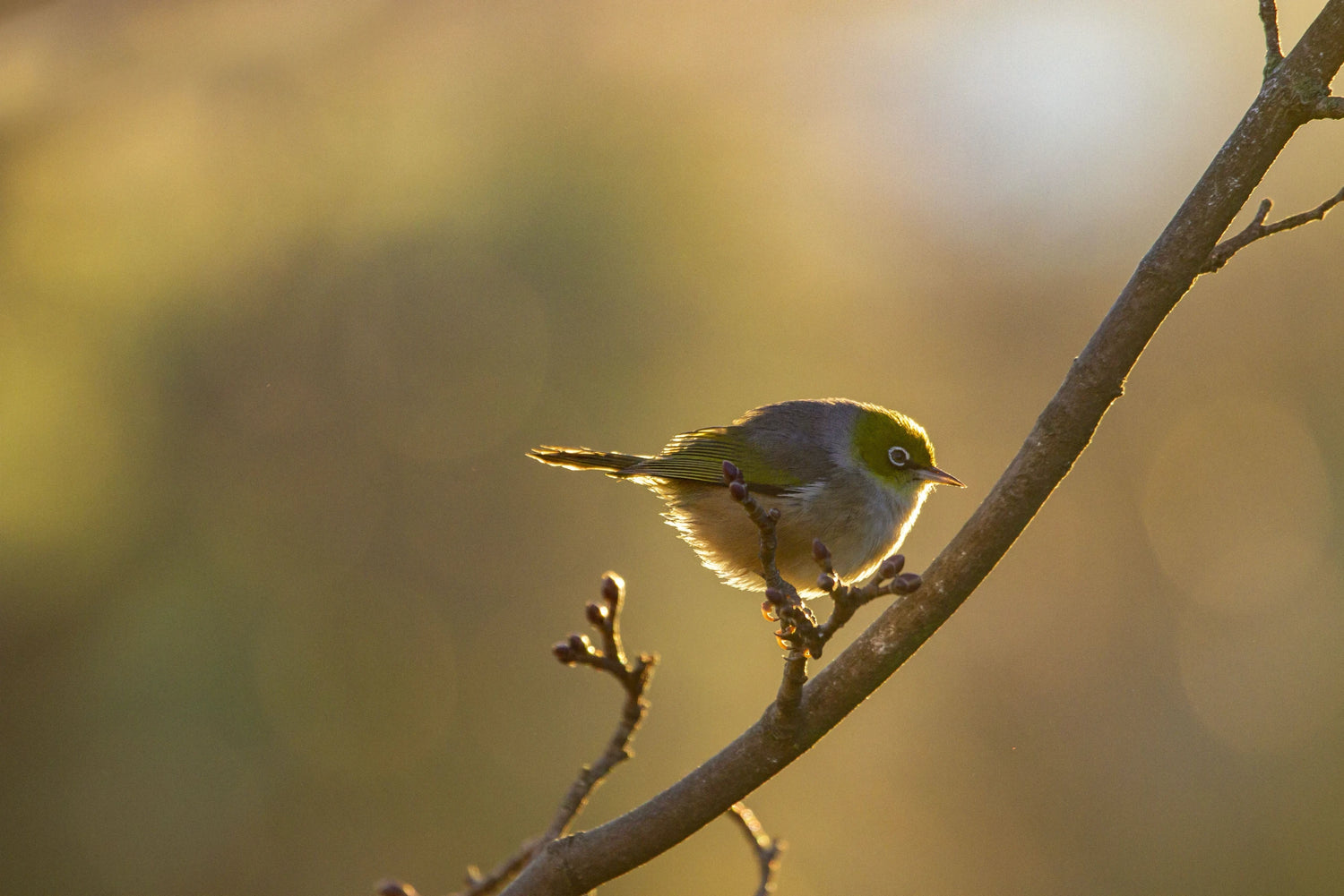Bird flu & wild bird feeding