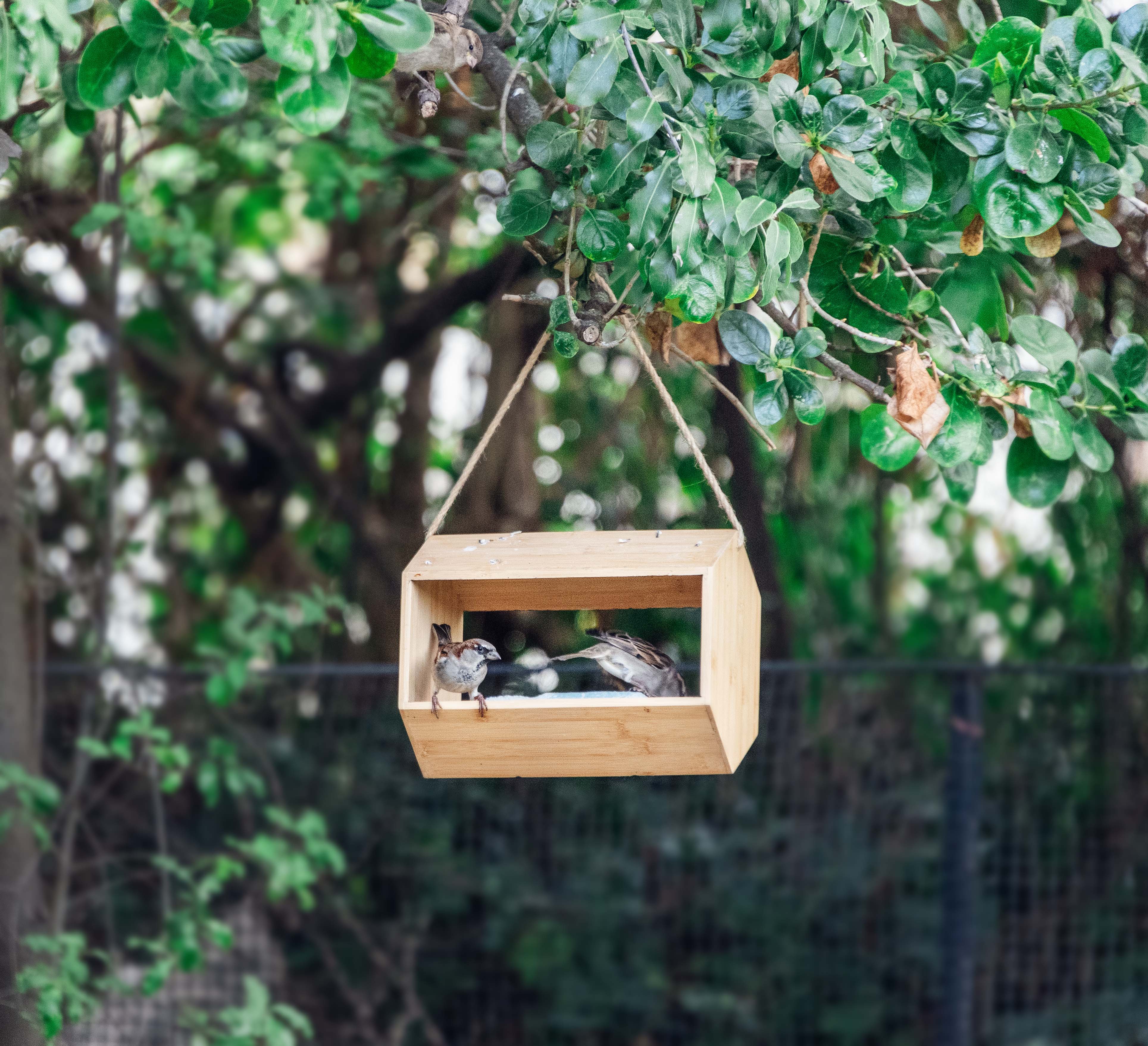 Soargasboard Topflite Bird Feeder