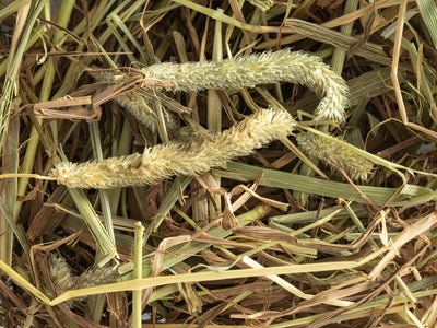 Close up of Topflite Timothy Hay