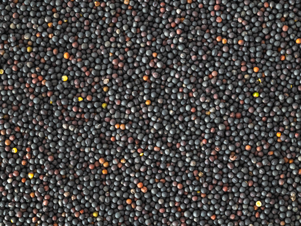 Close up of Topflite Rape Seed