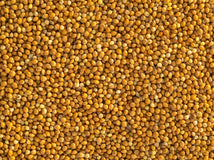 Close up of Topflite Panicum 