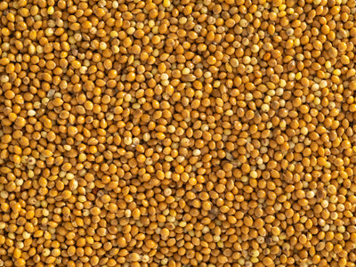 Close up of Topflite Panicum 