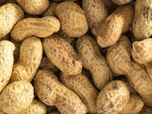 Close up of Topflite Peanut in a shell