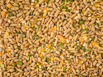 Close up of Topflite Lucky Duck