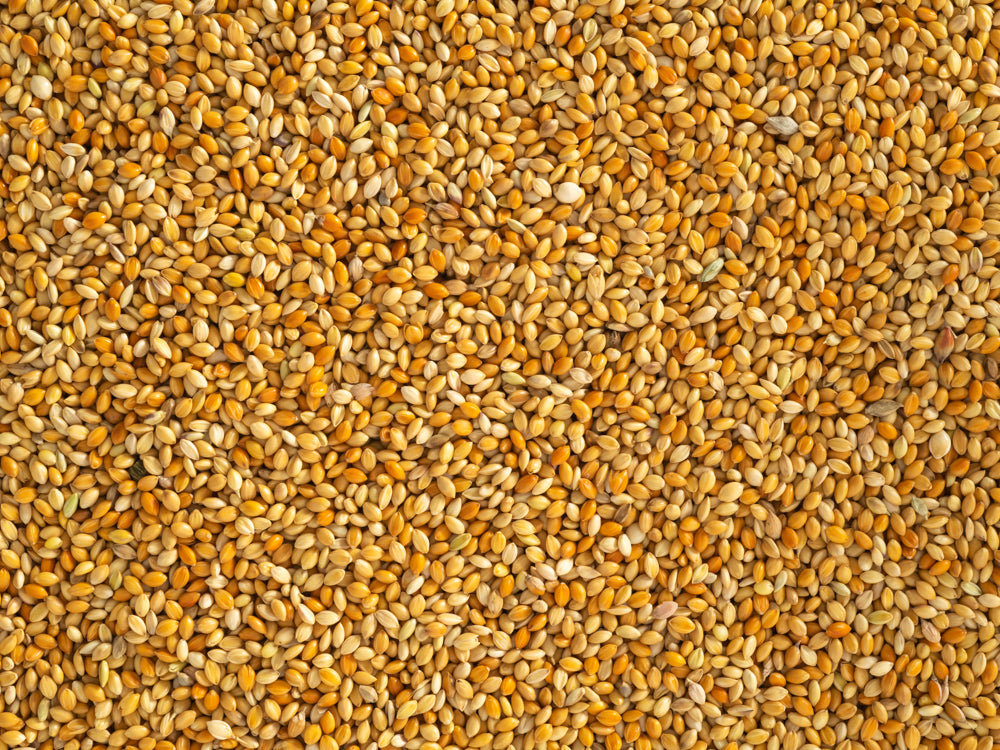 Close up of Topflite Red Panicum