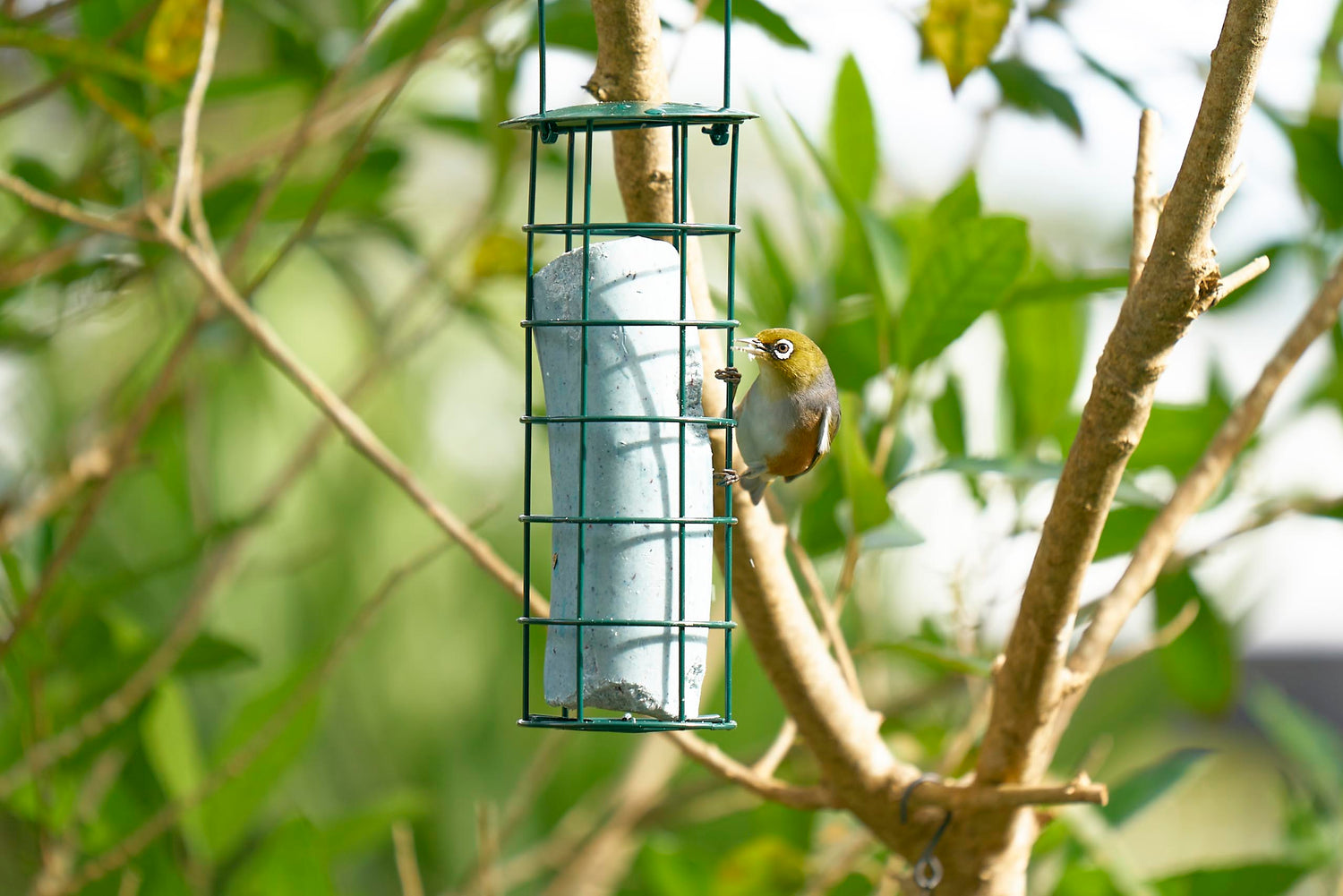 Wild bird nutrition & care