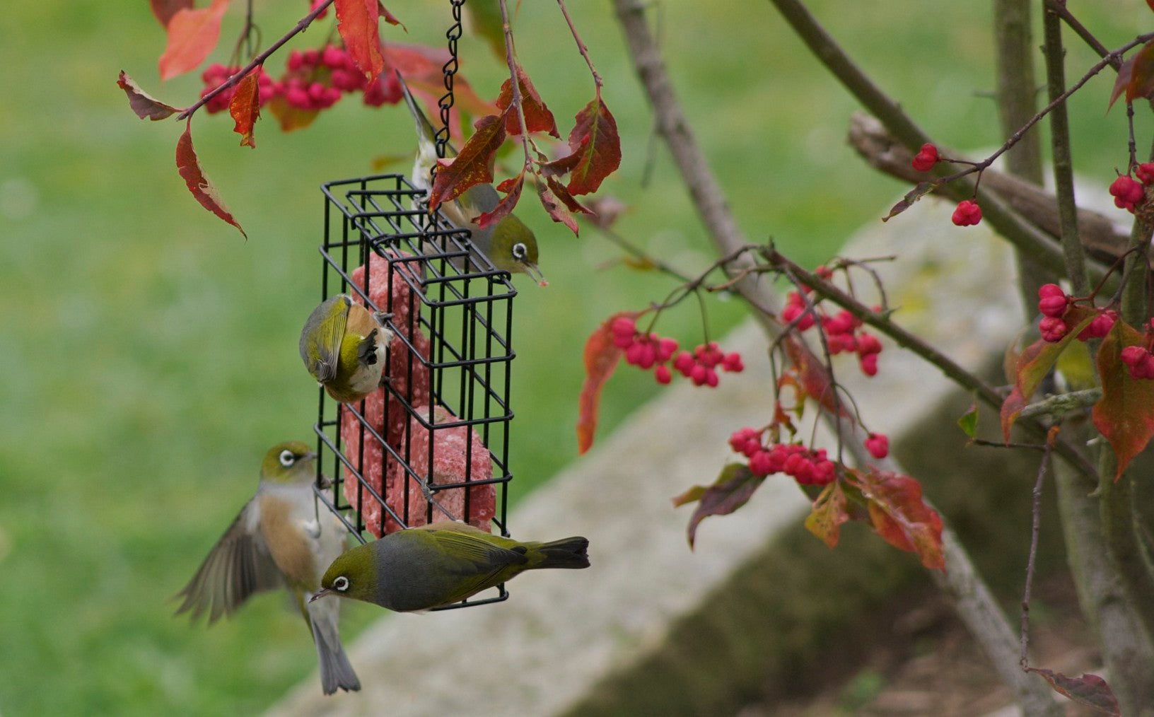Wild Bird Energy Cake Feeder