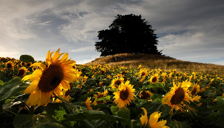 The Story of Our Sunflowers