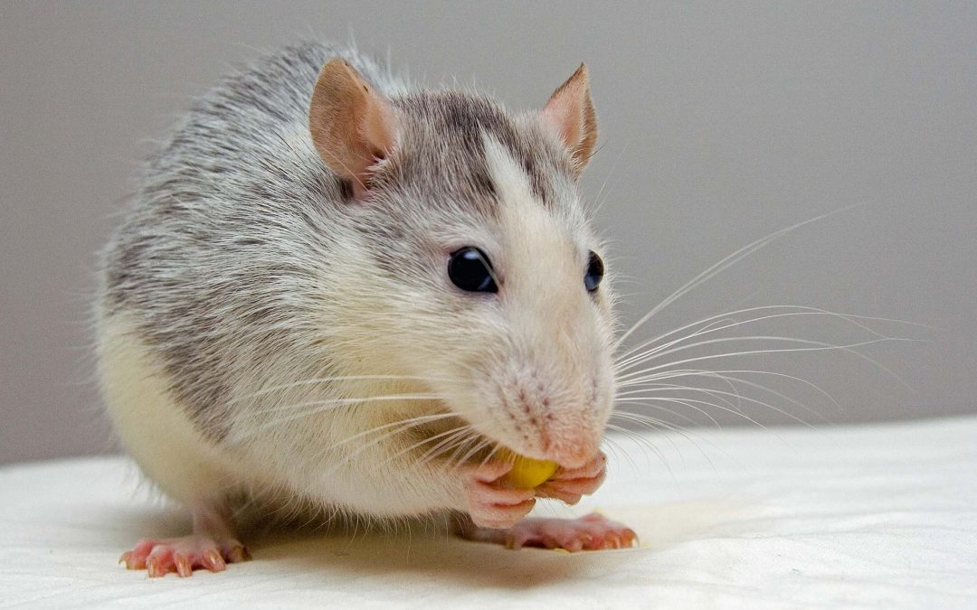 Rat & Mouse Nutrition