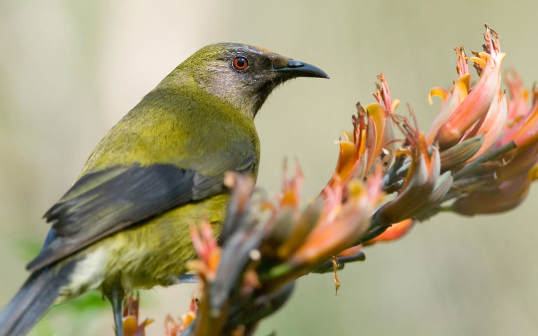 A closer look at our garden bird life