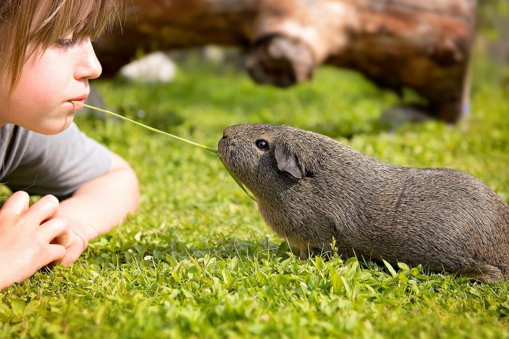 Guinea pig and young child sharing a treat together
