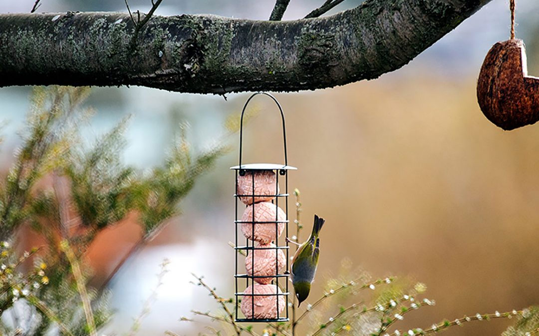 How to use a bird feeder correctly