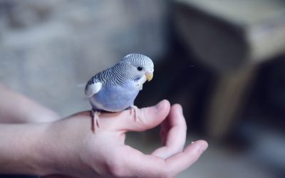 Your Quick Care Guide: Budgies
