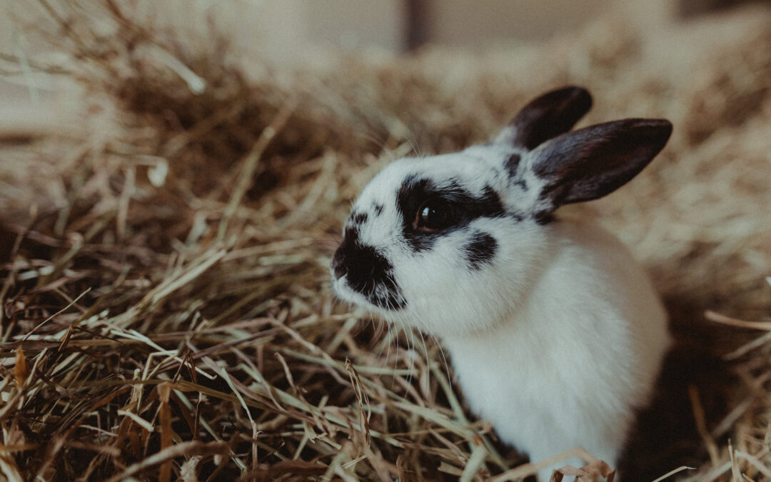 The why, how and hay-now of rabbit nutrition