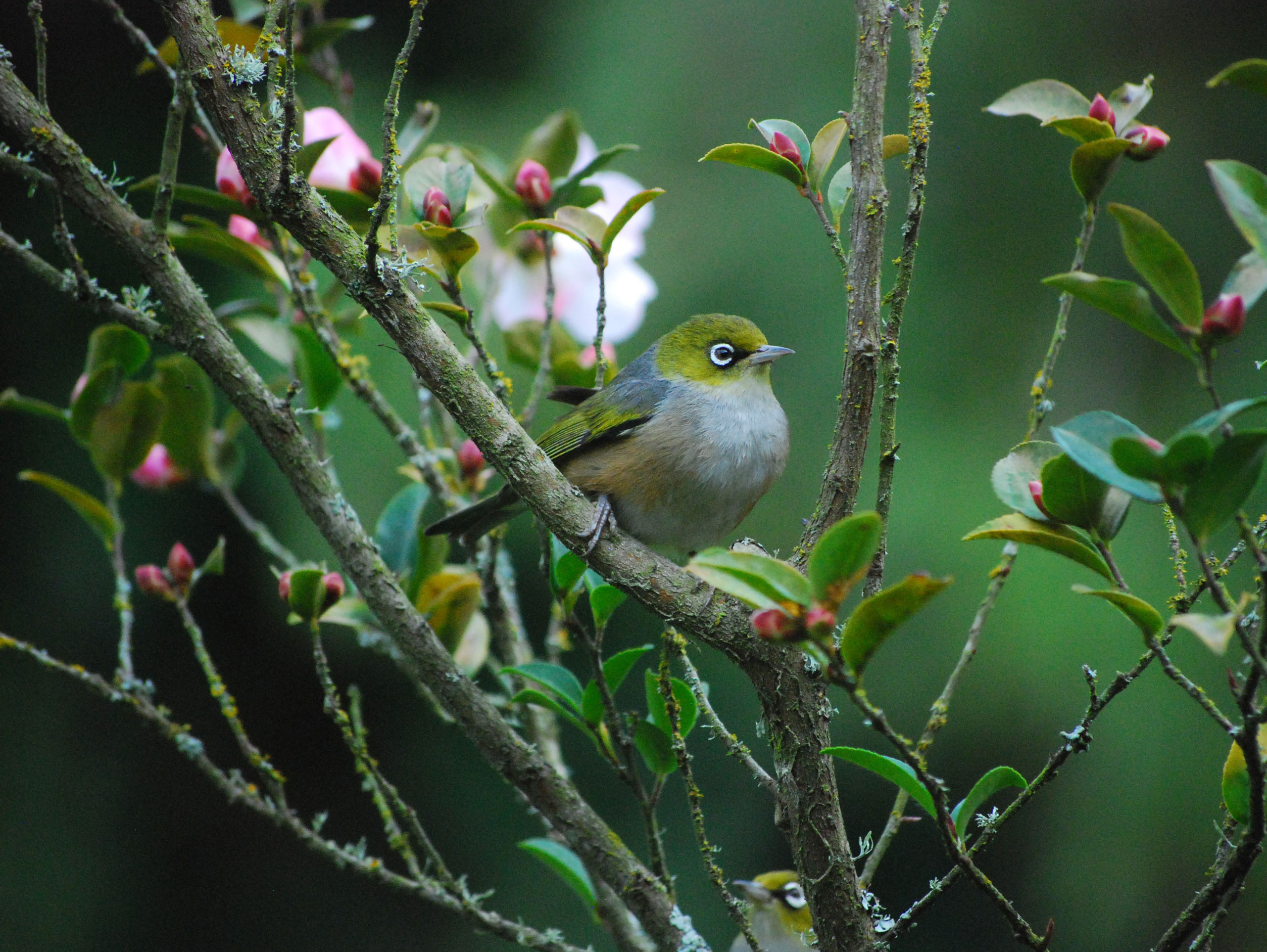 Photo by Michael Field-Dodgson: https://www.pexels.com/photo/a-small-bird-perched-on-the-branch-of-a-plant-6679593/